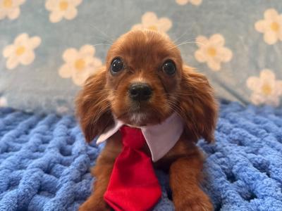 Cavalier King Charles Spaniel male puppies