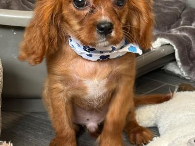 Cavalier King Charles Spaniel male puppies
