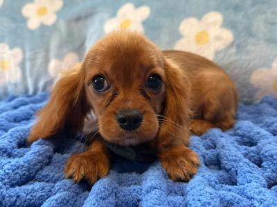 Cavalier King Charles Spaniel male puppies