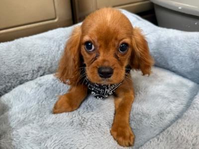 Cavalier King Charles Spaniel male puppies