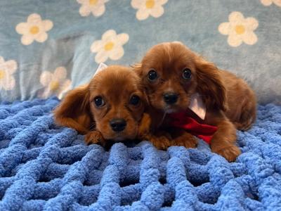 Cavalier King Charles Spaniel male puppies