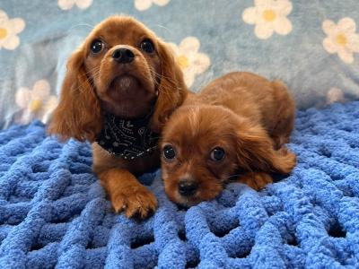 Cavalier King Charles Spaniel male puppies