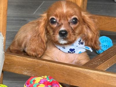 Cavalier King Charles Spaniel male puppies