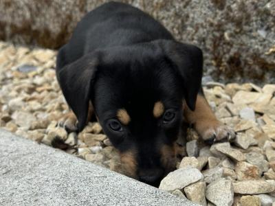 Dachshund puppies in Offaly