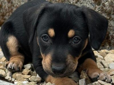 Dachshund puppies in Offaly