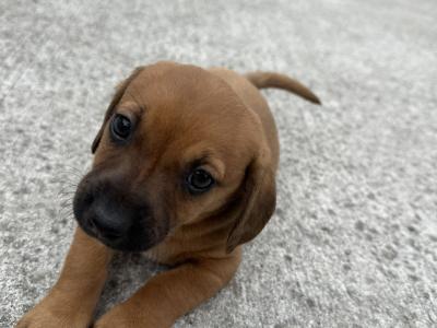 Dachshund puppies in Offaly