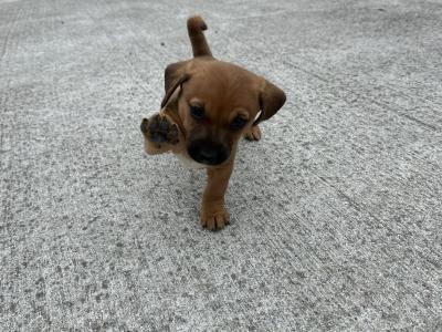 Dachshund puppies in Offaly