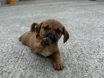 Dachshund puppies in Offaly