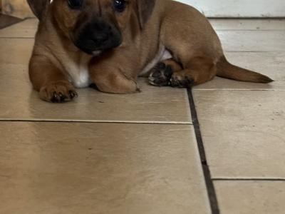 Dachshund puppies in Offaly