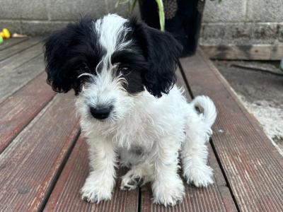 Adorable Bichon Frise x Springer Spaniel puppies 2 females in Limerick