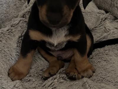 Dachshund puppies in Offaly