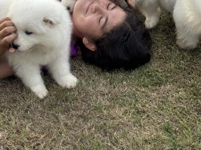 Beautiful Samoyed IKC Registered