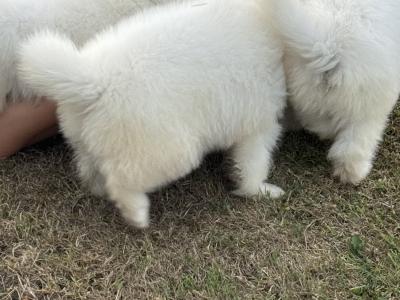 Beautiful Samoyed IKC Registered