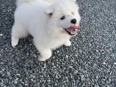 Beautiful Samoyed IKC Registered