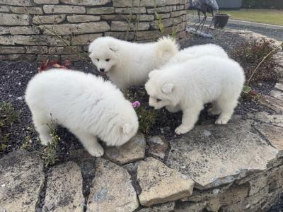 Beautiful Samoyed IKC Registered