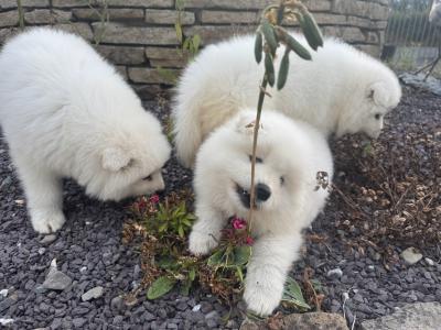Beautiful Samoyed IKC Registered