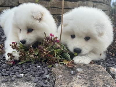 Beautiful Samoyed IKC Registered
