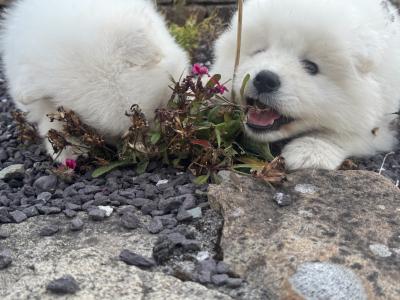 Beautiful Samoyed IKC Registered