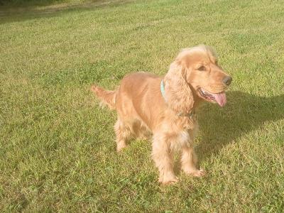 Male Golden Cocker