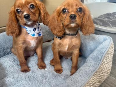 Cavalier King Charles Spaniel male puppies