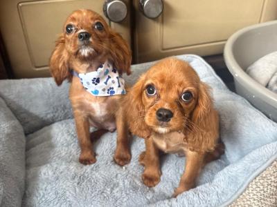 Cavalier King Charles Spaniel male puppies