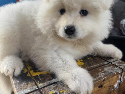Beautiful Samoyed IKC Registered