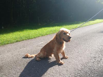 Male Golden Cocker