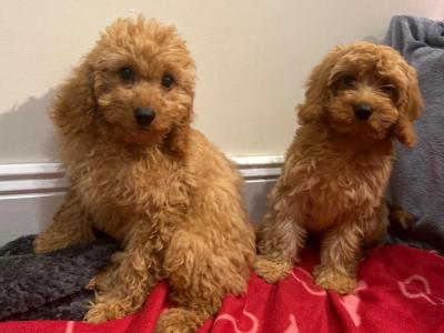 Beautiful male & female Cavapoo puppies