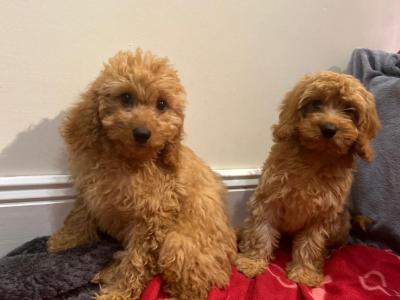 Beautiful male & female Cavapoo puppies