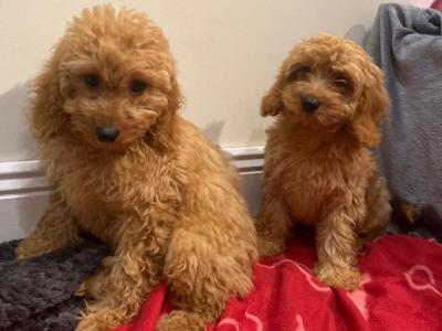 Beautiful male & female Cavapoo puppies