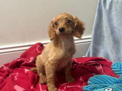Beautiful male & female Cavapoo puppies