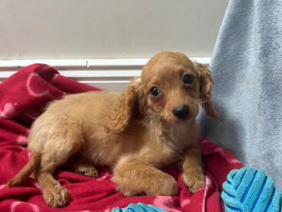Beautiful male & female Cavapoo puppies