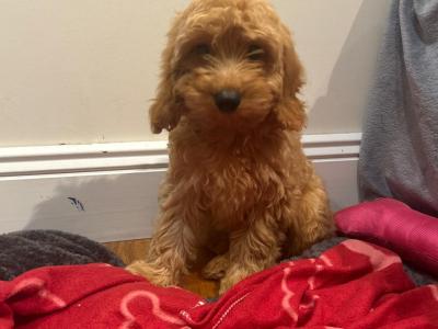 Beautiful male & female Cavapoo puppies