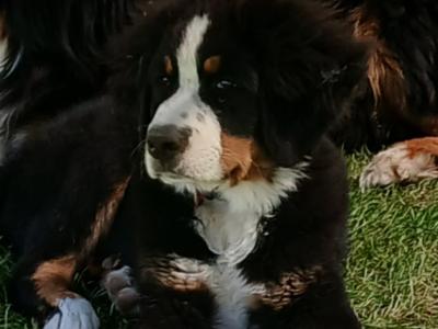 5 month old Bernese mountain dog