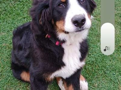 5 month old Bernese mountain dog