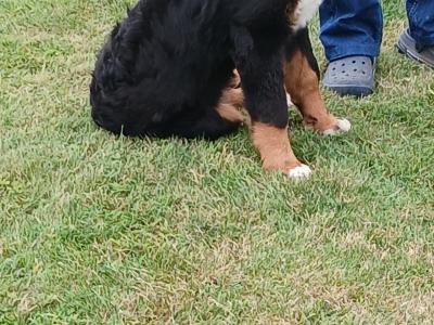 5 month old Bernese mountain dog