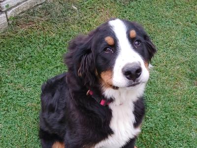 5 month old Bernese mountain dog