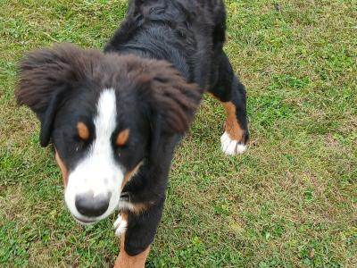 5 month old Bernese mountain dog