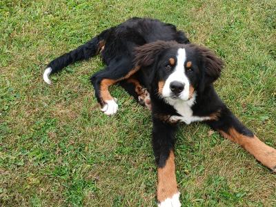 5 month old Bernese mountain dog
