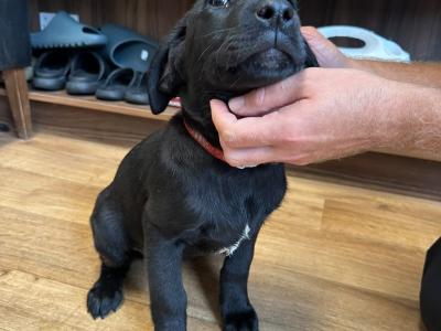 Labrador pups for sale