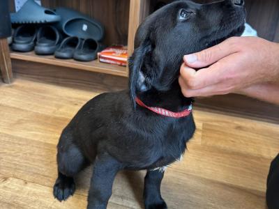 Labrador pups for sale