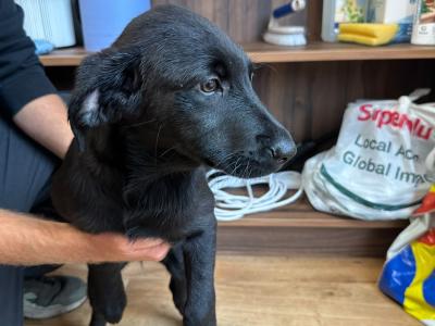 Labrador pups for sale