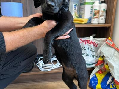 Labrador pups for sale