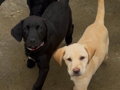 Labrador puppies for sale in Monaghan