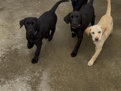 Labrador pups for sale