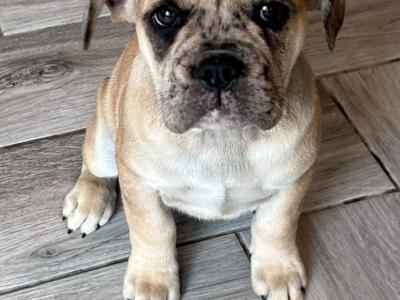 Bulldog x French bulldog pups ready for new home