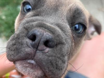 Bulldog x French bulldog pups ready for new home