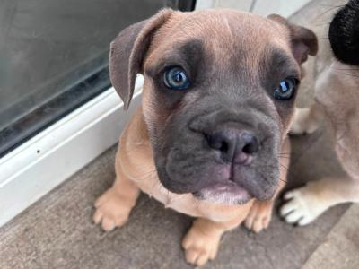 English Bulldog x French Bulldog male puppy in Kildare