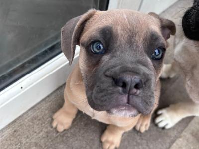 Bulldog x French bulldog pups ready for new home