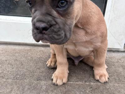 Bulldog x French bulldog pups ready for new home